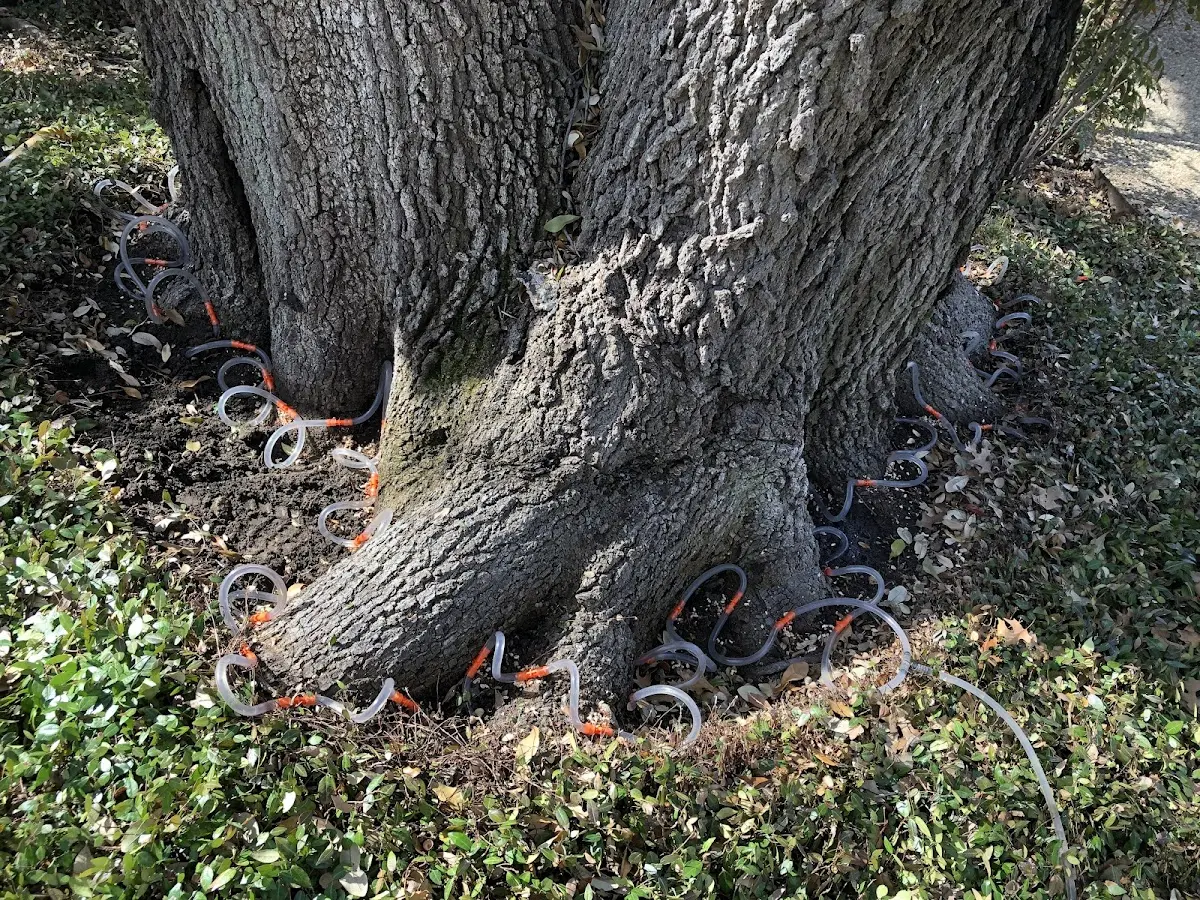 Detailed Tree Cabling and Bracing job site in Belgrade Lakes