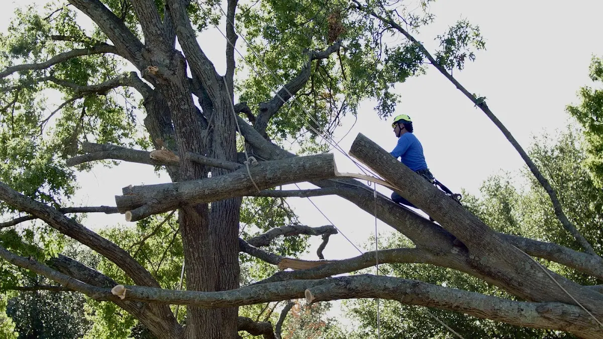 Professional Hazardous Tree Removal performed by certified arborists in Belgrade Lakes