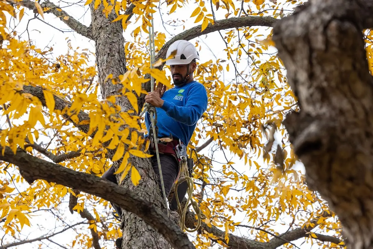 Skilled Tree Trimming crew working in Belgrade Lakes